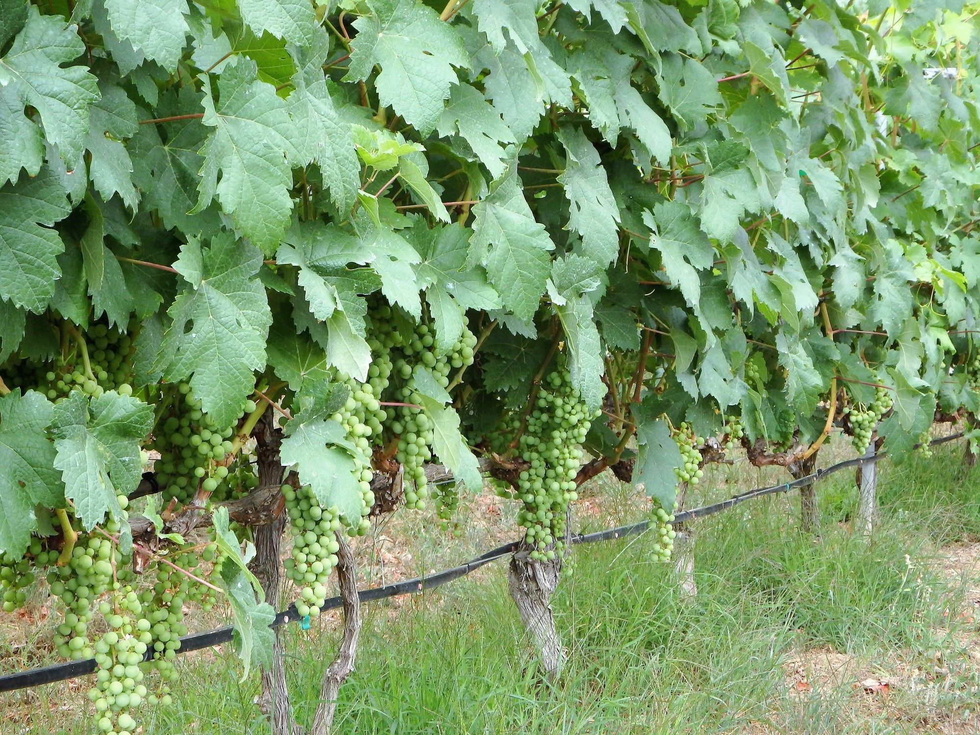 El Lagar Villa Icod De Los Vinos Buitenkant foto